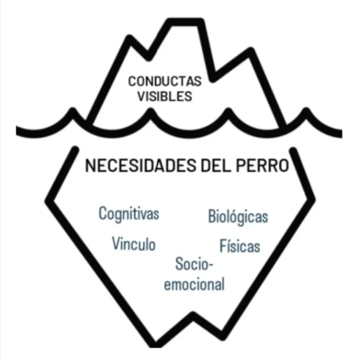 Necesidades del perro rs=w 1280 (13)