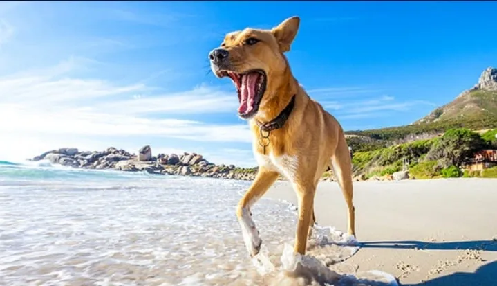 Golpe de calor en perritos: qué es, cómo detectarlo y qué hacer rs=w 1280 (3)