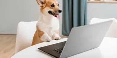 rs=w 388,h 194,cg true