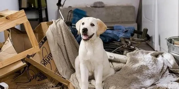 rs=w 600,h 300,cg true