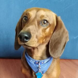 Picture of Chester